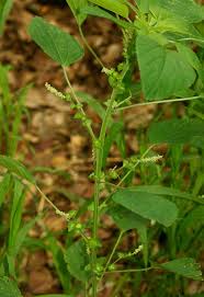 Image result for Acalypha indica