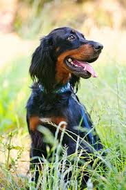 Have questions about breeder warning signs you should look out for? Gordon Setter By Kira Stackhouse Gordon Setter Setter Dogs Dogs