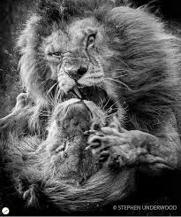 Wildlife Perfection On Instagram Congratulations Steve Underwood Our Featured Artist Wildlife Nature Featured Artist Animals