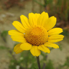 I fiori grandi, rosso scarlatto. Famiglia Delle Asteraceae