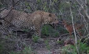 On Camera Baby Nyala Charges At Leopard Repeatedly In Bid To Escape