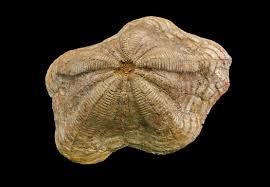 Image result for Micractis