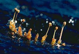 Image result for Tristicha trifaria