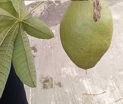 Image result for Cola pierlotii