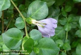 Image result for Sclerochiton