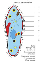 Check spelling or type a new query. An In Depth Look At The Structure And Function Of Cytoplasm Biology Wise