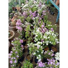 Rasanya hampir tak bisa dibayangkan bila sebuah pesta pernikahan tanpa bunga sedikitpun. Buy Pokok Bunga Kertas Polibeg Real Live Plant Seetracker Malaysia