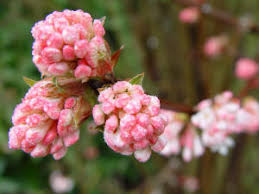 Maybe you would like to learn more about one of these? Plants Flowers Starting With Letters U And V Gardenseeker Co Uk