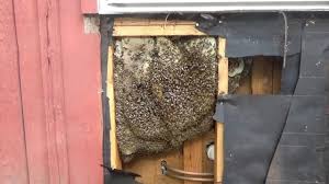 This year i started to have crazy amounts of yellow jackets outside my house. Bees In A Wall Removal And Relocation Youtube