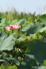 The stem, leaves, flowers, pollen, and even the water in a vase. Different Types Of Lotus Nelumbo Nucifera And Water Lily Nymphaea Flowers Are Found At Thale Noi Waterfowl Reserve Khuan Khanun District Phatthalung Province Southern Thailand Mapio Net