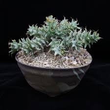 Image result for Euphorbia glanduligera