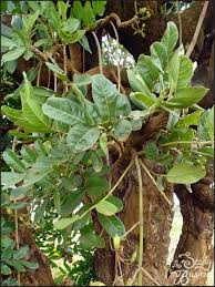 Image result for Kigelia africana
