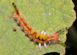 Black And White Spotted Caterpillar With Red Head Chef Leez Thai Cooking Class Bangkok This Is So Far Teh Only Critter That Eats Our Ceylon Spinach Leaves Caterpillar Moth Caterpillar Caterpillar Insect