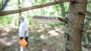 Gay Sex im Wald - Männer treiben es Wild und Frei
