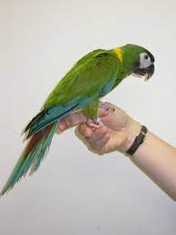 Is a very suitable pet parrot, but the new golden collar macaw is very recognition. Macaw Yellow Collar Pet Birds Macaw Parrot Macaw