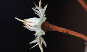 Image result for Xanthocercis