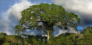Image result for Ceiba pentandra