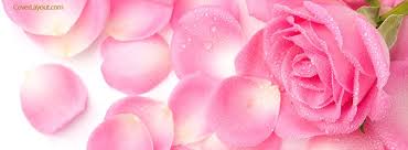 Pink Rose Buds Facebook Cover Rose Flower Wallpaper Flower Wallpaper Beautiful Flowers Wallpapers