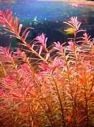 Image result for Rotala submersa