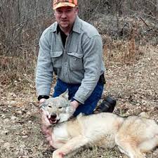 Wolves are primarily nocturnal animals that avoid the heat of day. Court Hearing Today For Minn Wolf Hunt Mpr News