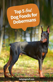 Top 5 Best Dog Foods For Dobermans Daily Dog Stuff Best Dog Food Doberman Dogs Doberman