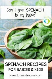 Can I Give My Baby Spinach Or Palak Spinach Recipes For Babies Toddlers Kids Recipe Videos In 2020 Spinach Recipes Baby Food Recipes Baby Spinach Recipes