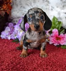 Mini Dachshund Puppies For Sale Black Tan Doxie Breeder Short Hair Pups Dachshund Puppies Dapple Dachshund Dachshund Puppies For Sale