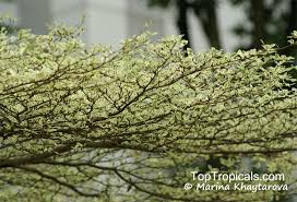 Image result for Terminalia mantaly