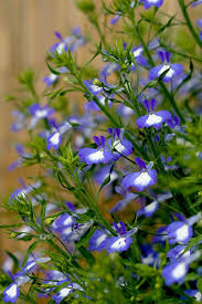 Image result for Lobelia minutula