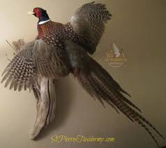 Ring Necked Pheasant Mount By St Pierre S Taxidermy The Common Pheasant Is A Bird In The Pheasant Family The Genu Taxidermy Pheasant Mounts Taxidermy Mounts