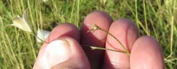 Image result for Wahlenbergia virgata