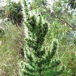 Image result for Anthospermum