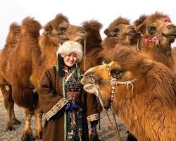 Image of Bactrian camel in Mongolia