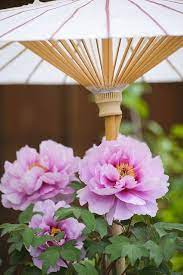 Pin On Garden Walkway