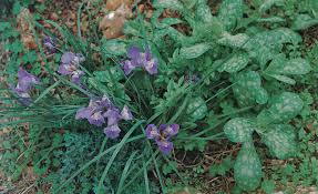 Image result for Eriocephalus microphyllus