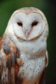 The owl spirit animal is emblematic of a deep connection with wisdom and  intuitive knowledge. If you have the owl as totem or power animal, you're  likely to have the ability to