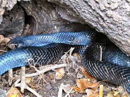 We did not find results for: Mississippi Snakes Pictures And Identification Help