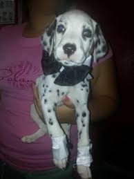 Are you looking for the best dalmatian breeder in texas (tx)? Dalmatian Puppies For Sale In Houston Texas Classified Americanlisted Com
