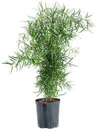 Image result for Asparagus falcatus