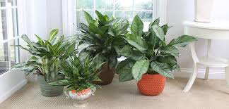 Aglaonemas, the scientific name for chinese evergreen plants, are a hardy hybrid from the aroid family and originally came from the subtropics of southeast asia. Chinese Evergreen Costa Farms