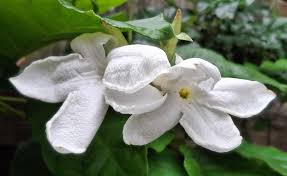 Image result for dipladenie suaveolens obrázek