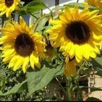 Cek harga tanaman hias secara online di indonesia | temukan berbagai kupon & diskonnya harga tanaman hias terbaru. Jual Tanaman Bunga Matahari Murah Harga Terbaru 2021