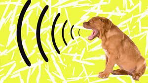 If Your Dog S Bark Suddenly Changes It Could Be The Sign Of A Health Problem Sheknows