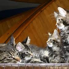 How To Stop Cats From Scratching Furniture With A Home Remedy Spray Cuteness Cats Cat Repellant Cat Care