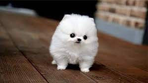 These cute fuzzballs are actually a hard working herding breed originating from lapland, finland (hence the name). Cutest Fluffy Puppy Ever Yaoqunsz Images Gallery Cute Fluffy Puppies Cute Small Dogs Cute Dogs