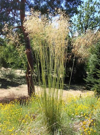 Celtica gigantea (Giant feather grass)