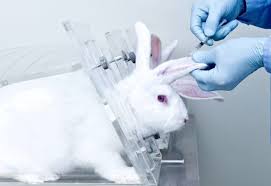 This test will verify if a layer of lip balm can create a water seal. The Colombian Senate Votes To Ban Animal Testing For Cosmetics Bill Now Moves To President S Desk For Signature World Animal News