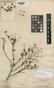 Leptolaena pauciflora Baker | Plants of the World Online | Kew Science