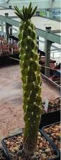 Image result for Austrocylindropuntia