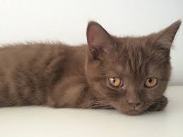 Check spelling or type a new query. Brown Fur Kitten Novocom Top